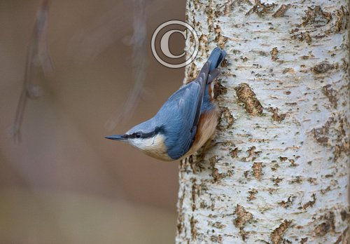 Nuthatch DM0797
